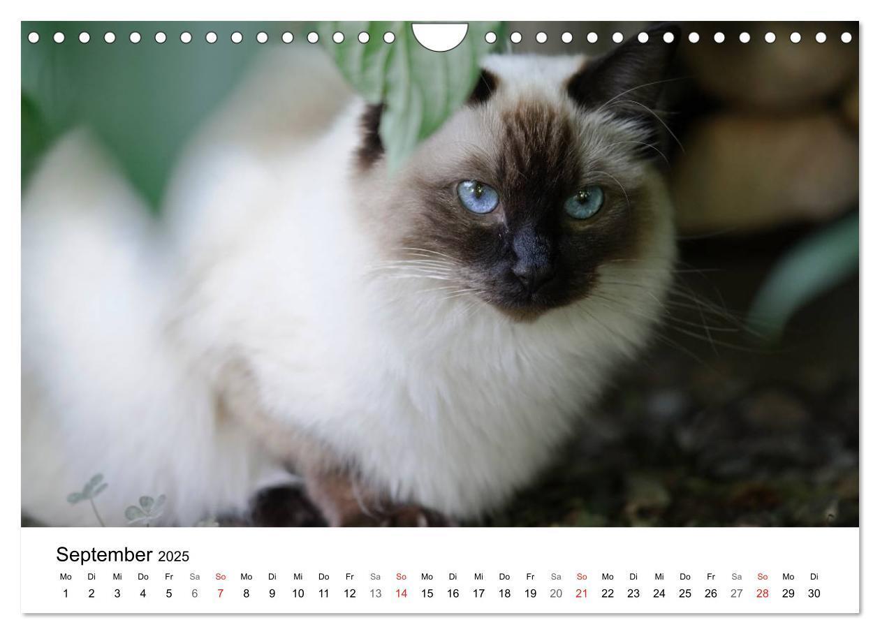 Bild: 9783435727605 | Rassekatzen 2025 (Wandkalender 2025 DIN A4 quer), CALVENDO...