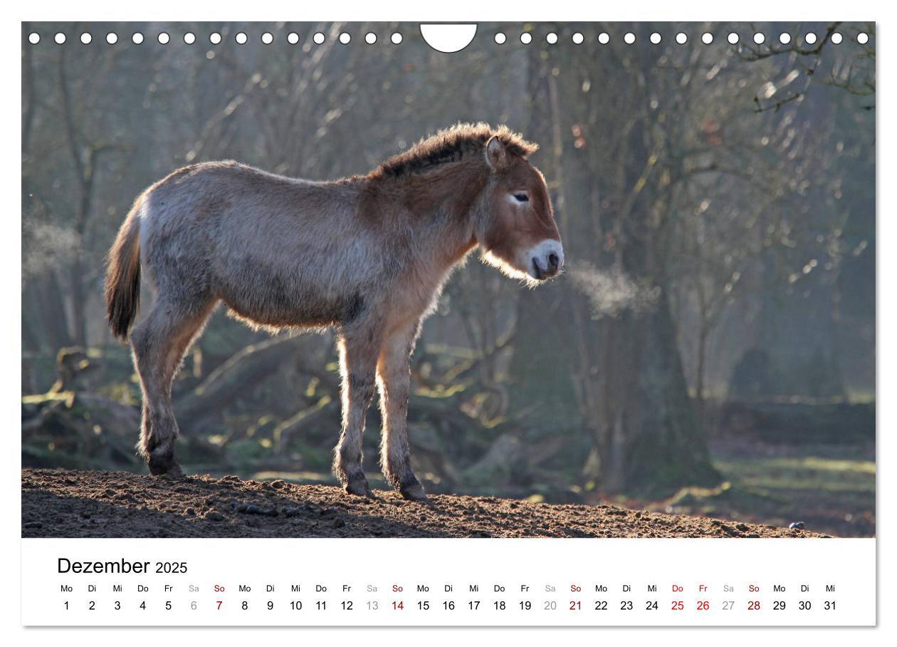 Bild: 9783435342495 | Faszination Przewalski-Pferde (Wandkalender 2025 DIN A4 quer),...