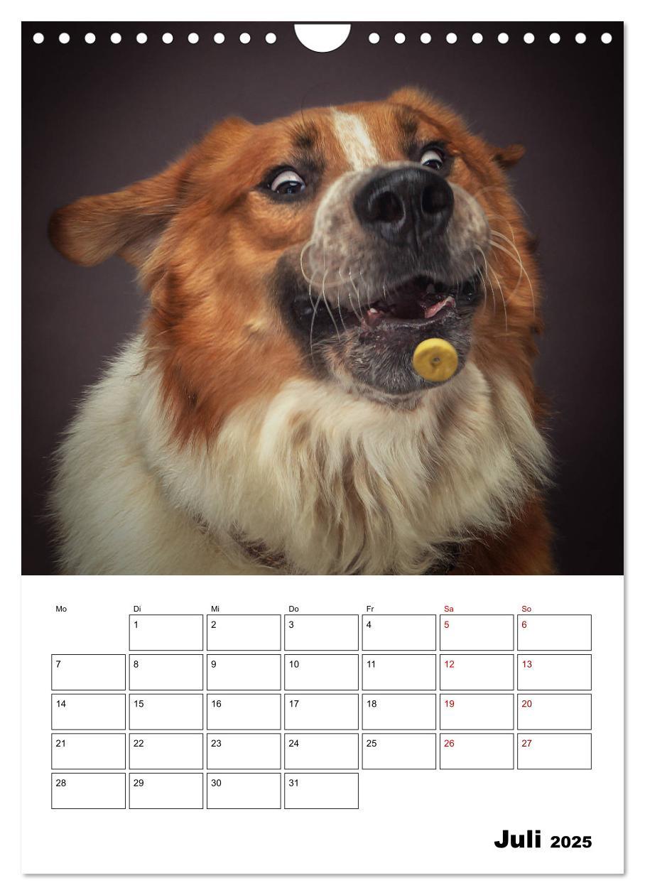 Bild: 9783435981847 | Fang das Leckerli (Wandkalender 2025 DIN A4 hoch), CALVENDO...