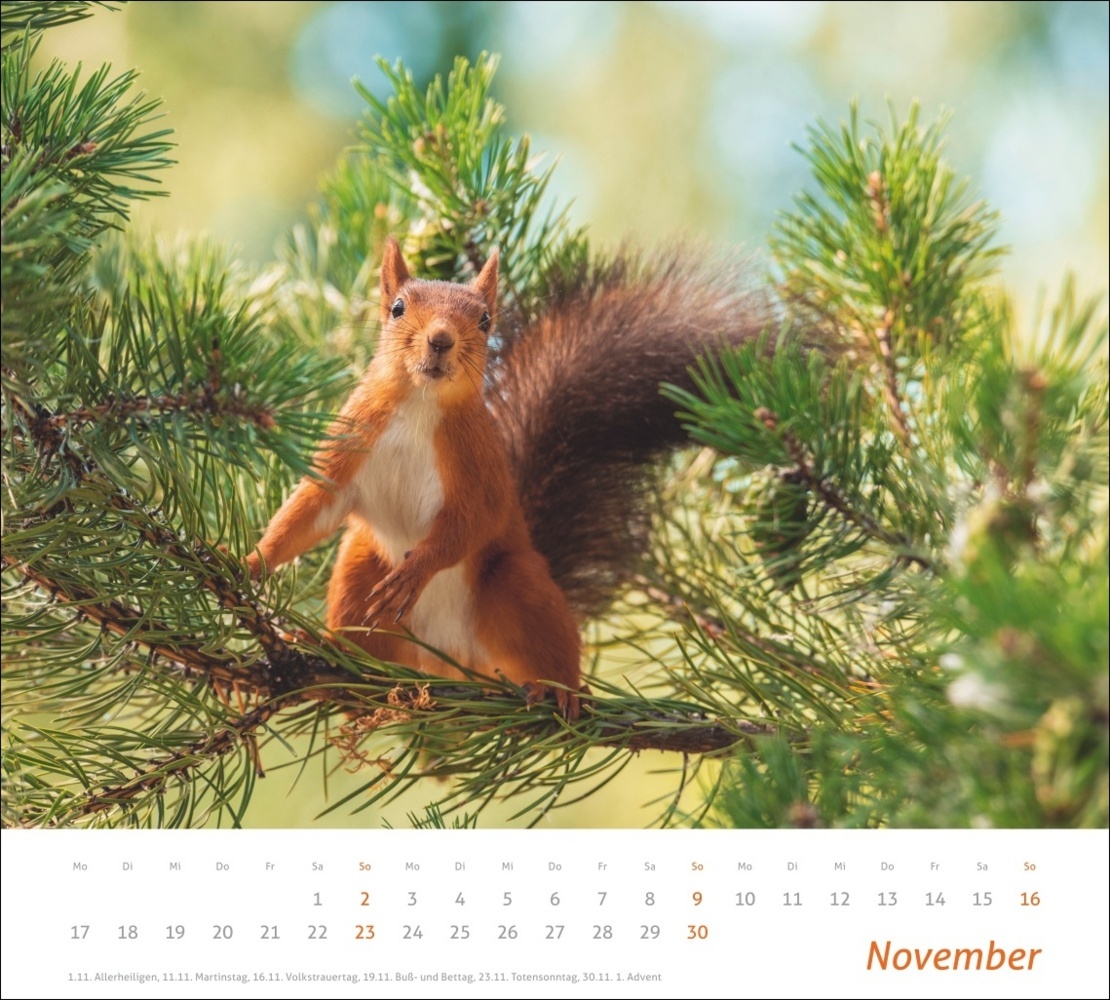 Bild: 9783756406869 | Eichhörnchen Bildkalender 2025 | Geert Weggen | Kalender | 14 S.