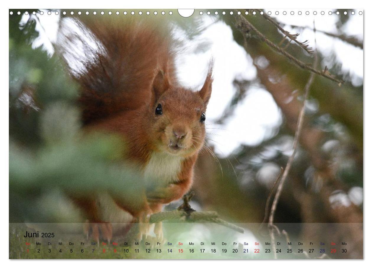 Bild: 9783435586936 | Spaß mit Eichhörnchen! (Wandkalender 2025 DIN A3 quer), CALVENDO...