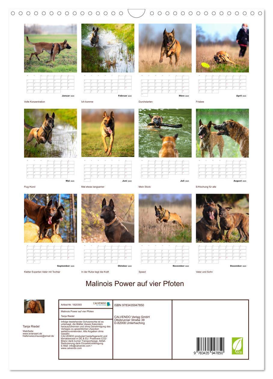 Bild: 9783435947850 | Malinois Power auf vier Pfoten (Wandkalender 2025 DIN A3 hoch),...