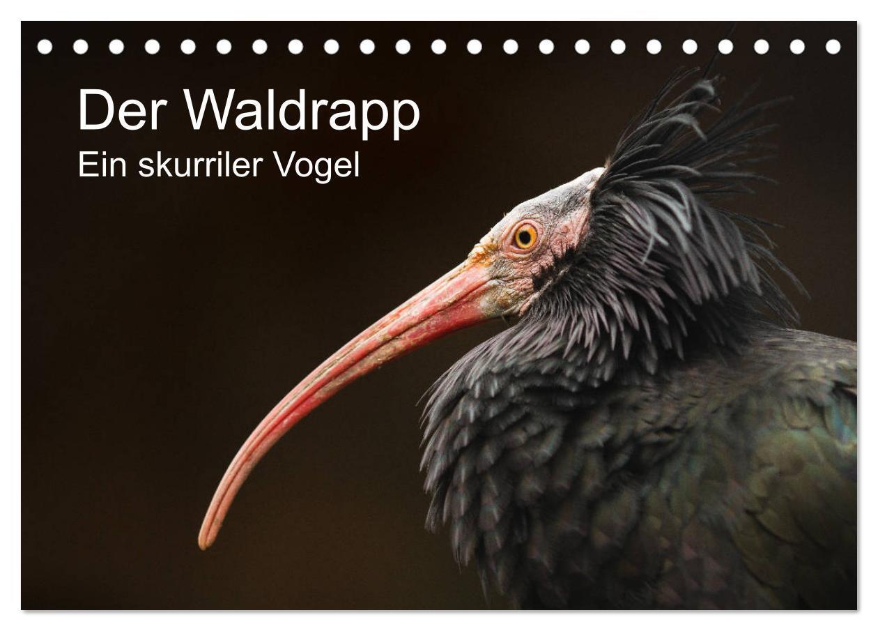 Cover: 9783675525580 | Der Waldrapp - Ein skurriler Vogel (Tischkalender 2024 DIN A5...