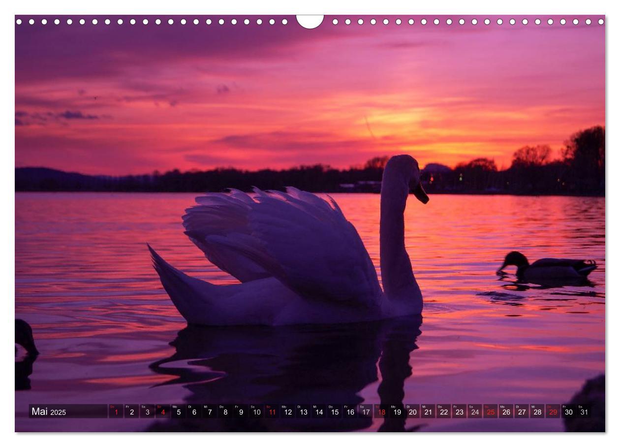 Bild: 9783435567591 | Bodensee Träume (Wandkalender 2025 DIN A3 quer), CALVENDO...