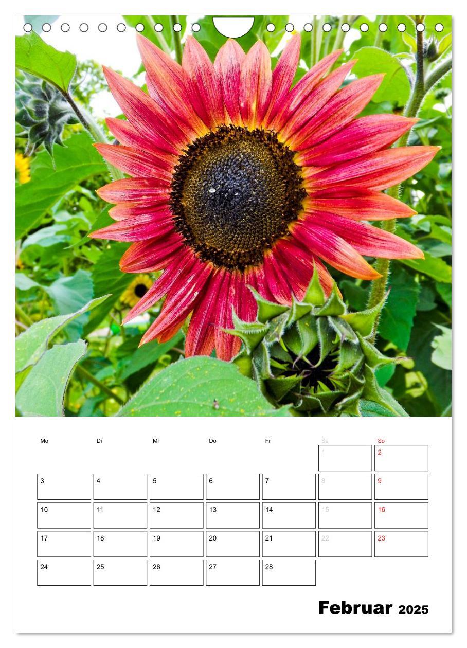 Bild: 9783457005170 | Strahlende Sonnenblumen (Wandkalender 2025 DIN A4 hoch), CALVENDO...