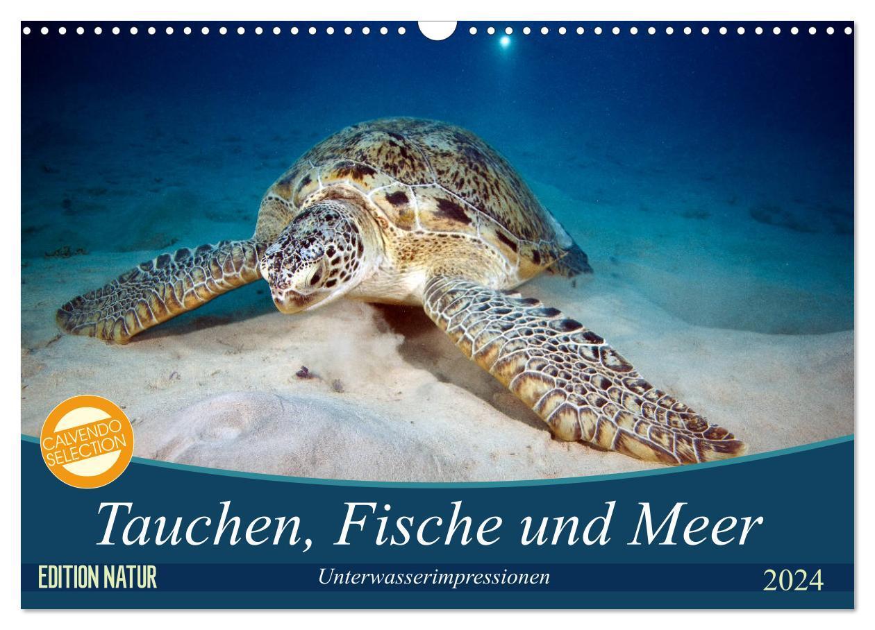 Cover: 9783383196003 | Tauchen, Fische und Meer (Wandkalender 2024 DIN A3 quer), CALVENDO...
