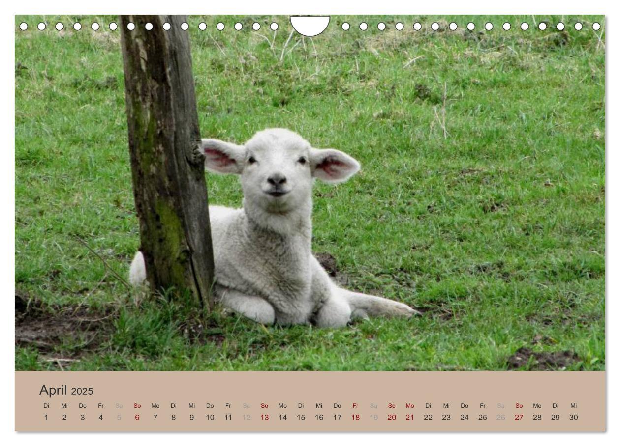 Bild: 9783435756179 | Krefelder Landschaften (Wandkalender 2025 DIN A4 quer), CALVENDO...