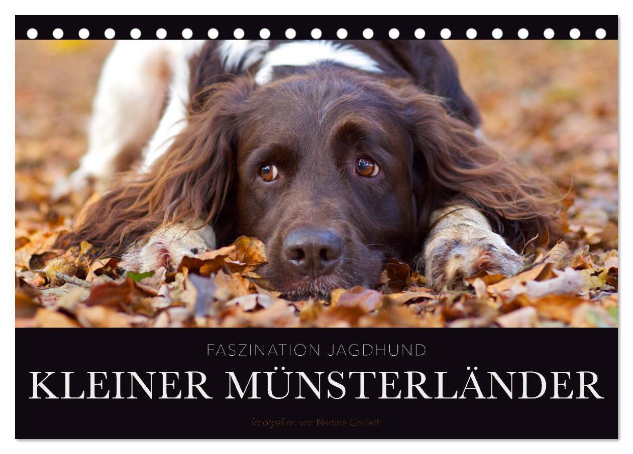 Cover: 9783675460324 | Faszination Jagdhund - Kleiner Münsterländer (Tischkalender 2024...