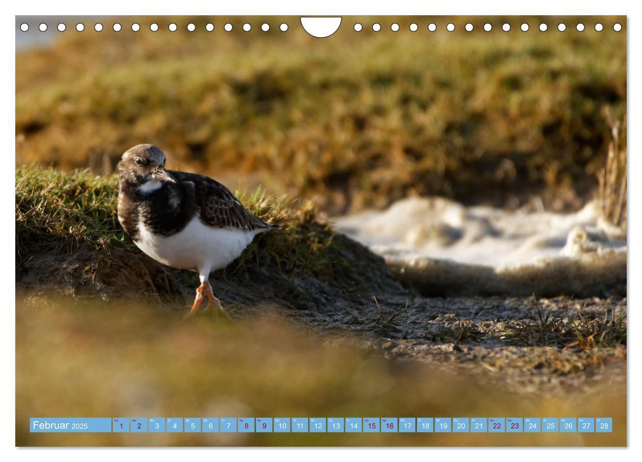 Bild: 9783435030033 | An der Nordseeküste - Wasser- und Küstenvögel fotografiert von...