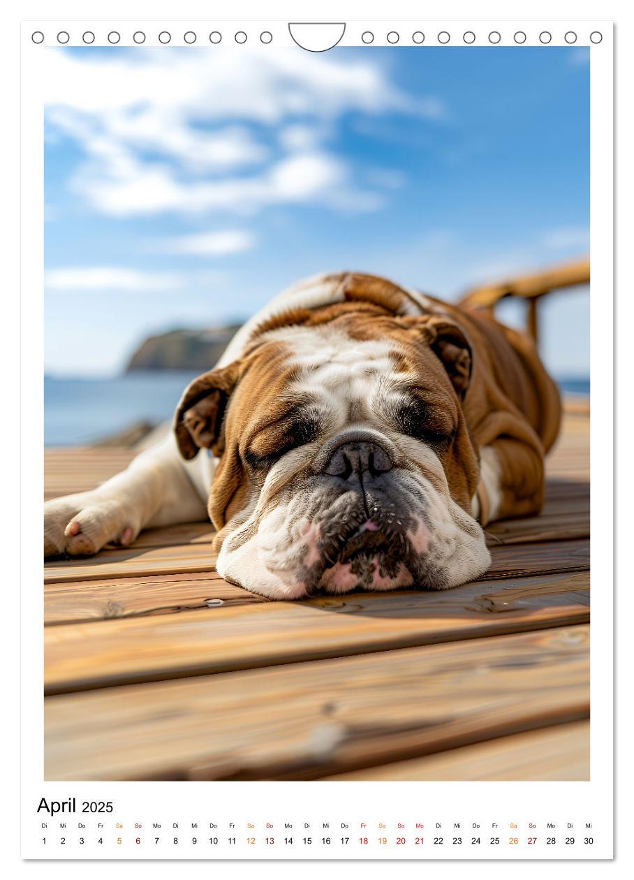 Bild: 9783457175668 | Englische Bulldogge - sanfter Kumpel (Wandkalender 2025 DIN A4...