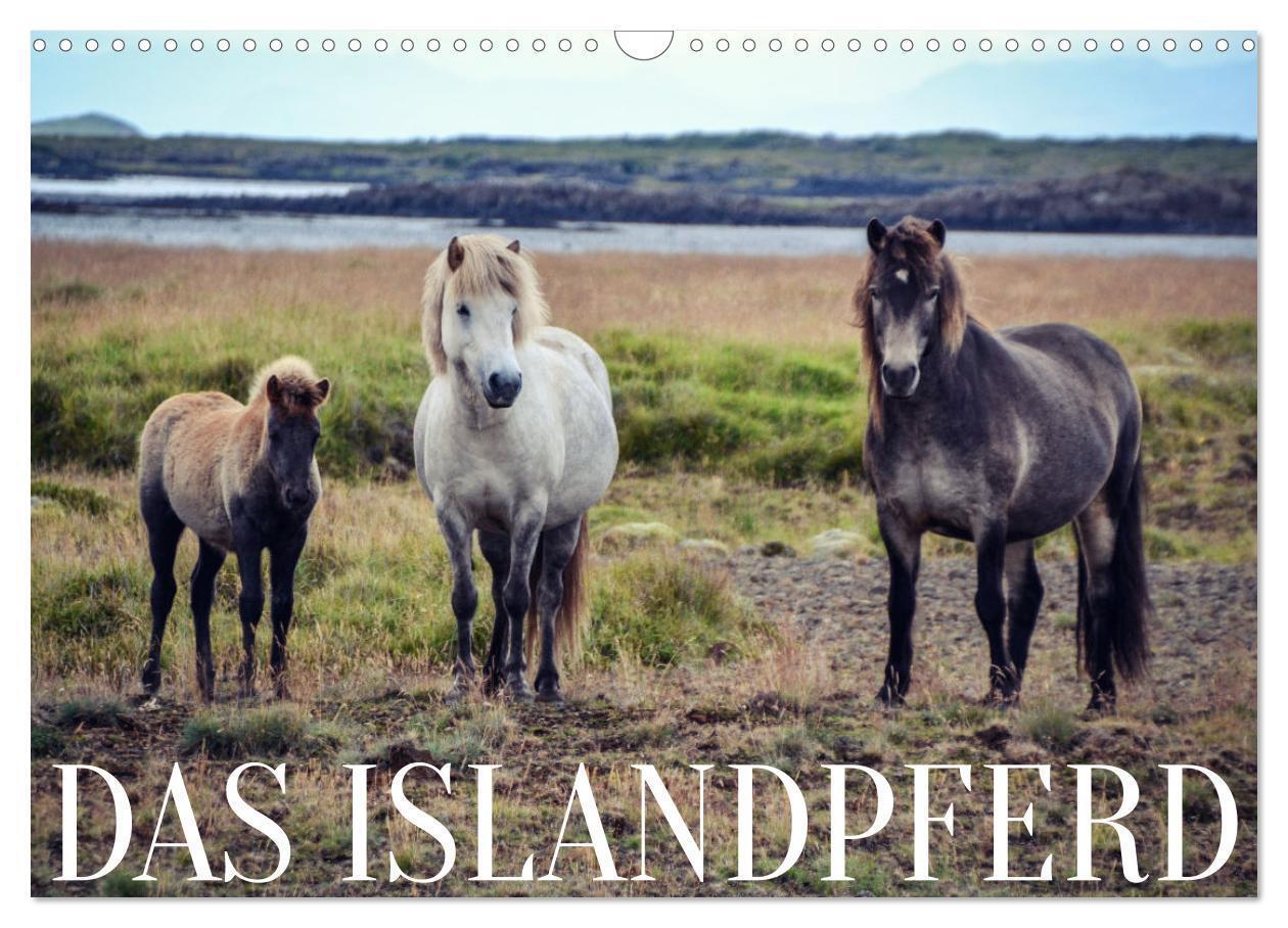Cover: 9783675550773 | Das Islandpferd (Wandkalender 2024 DIN A3 quer), CALVENDO...