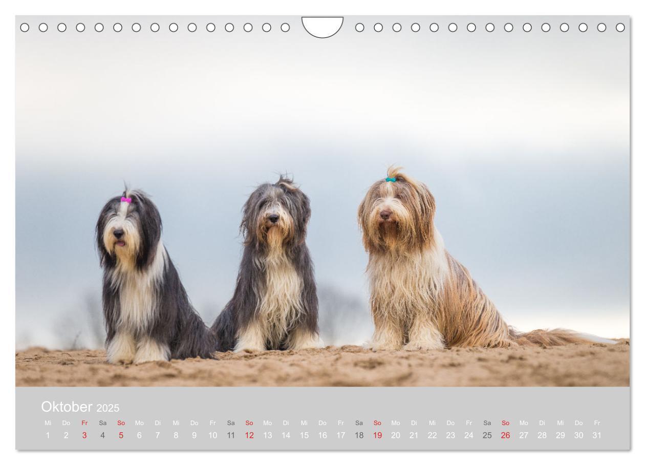 Bild: 9783435427239 | BEARDED COLLIES 2025 (Wandkalender 2025 DIN A4 quer), CALVENDO...