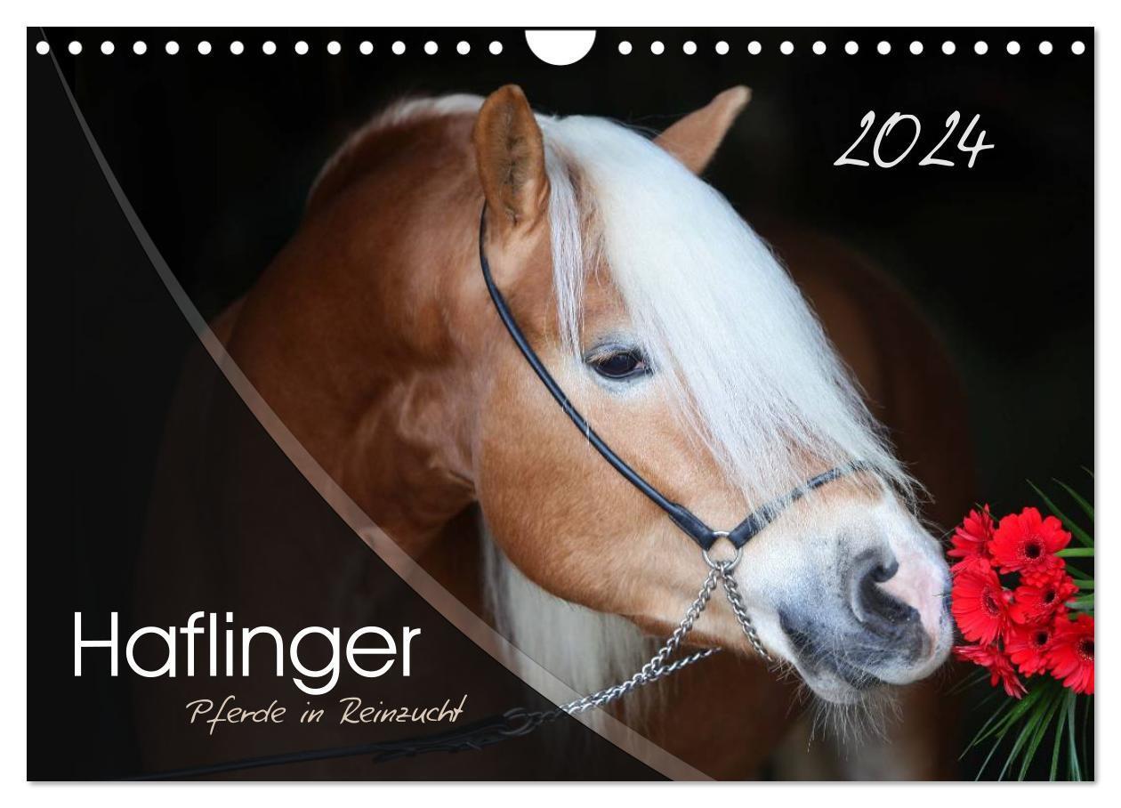 Cover: 9783675465350 | Haflinger-Pferde in Reinzucht (Wandkalender 2024 DIN A4 quer),...