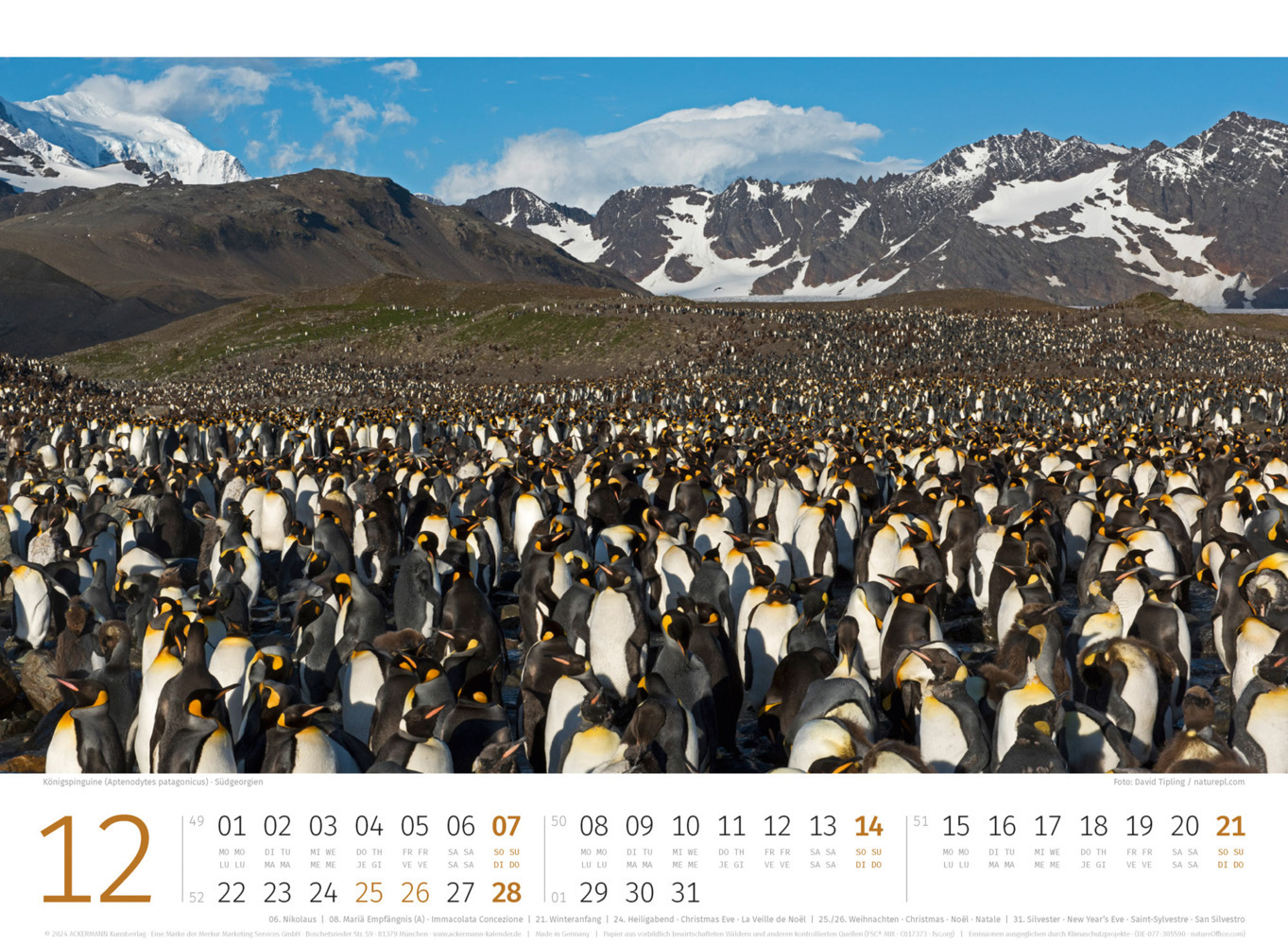 Bild: 9783838425894 | Pinguine Kalender 2025 | Ackermann Kunstverlag | Kalender | 14 S.