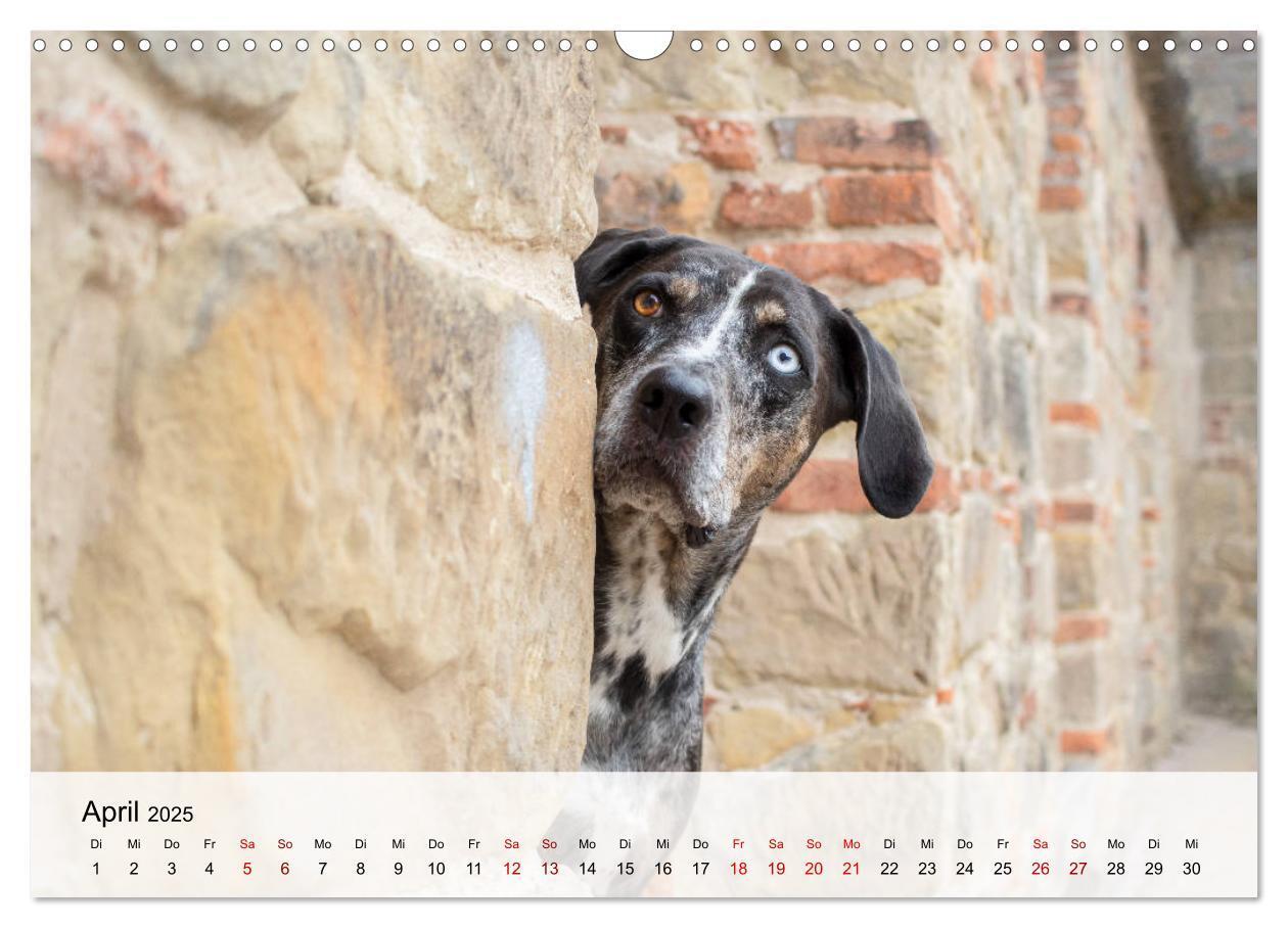 Bild: 9783435180684 | Lousiana Catahoula Leopard (Wandkalender 2025 DIN A3 quer),...