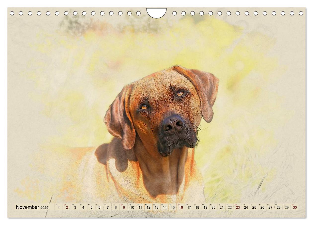 Bild: 9783435705627 | Rhodesian Ridgeback 2025 (Wandkalender 2025 DIN A4 quer), CALVENDO...