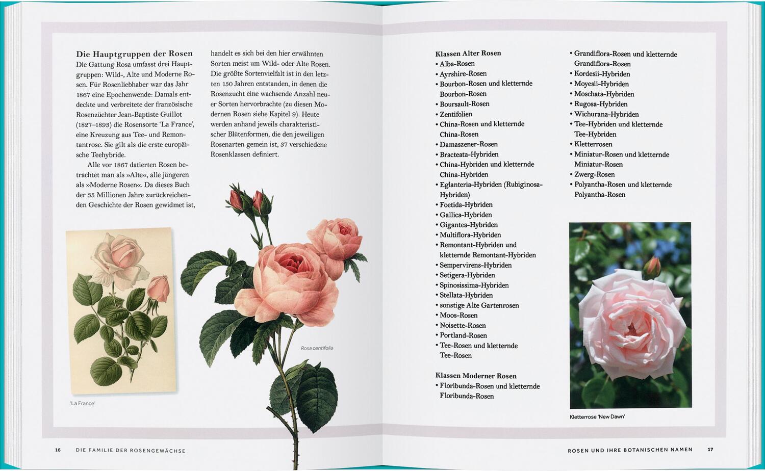 Bild: 9783836921879 | Rosen | Die Geschichte der Rose | Peter E. Kukielski (u. a.) | Buch