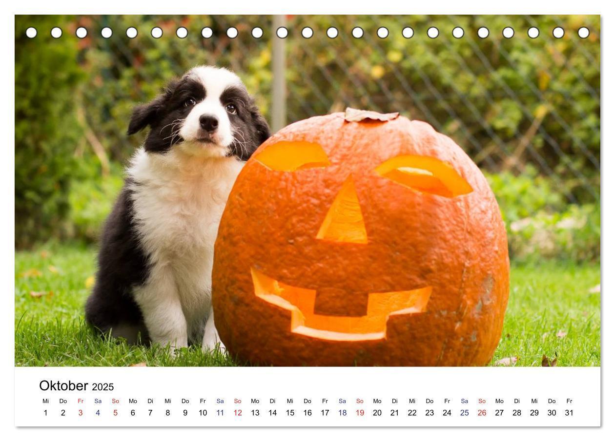 Bild: 9783435615322 | Pfotastische Border Collie Welpen (Tischkalender 2025 DIN A5 quer),...