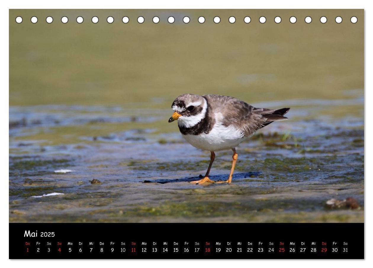 Bild: 9783435605958 | Vögel der Nordseeküste (Tischkalender 2025 DIN A5 quer), CALVENDO...