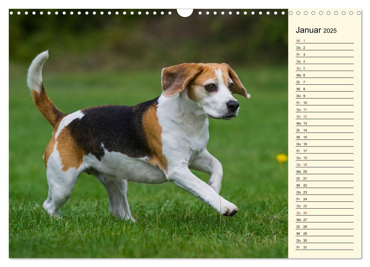 Bild: 9783435541287 | Beagle - Herz auf 4 Pfoten (Wandkalender 2025 DIN A3 quer),...