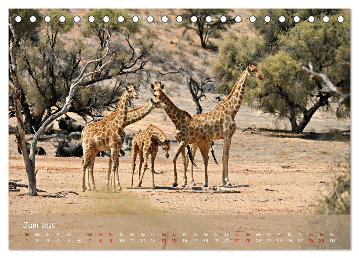 Bild: 9783435014521 | Kgalagadi - Fauna und Wildtiere in der Kalahari (Tischkalender 2025...