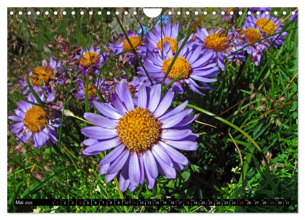 Bild: 9783435724666 | Meine 12 schönsten Alpenblumen (Wandkalender 2025 DIN A4 quer),...