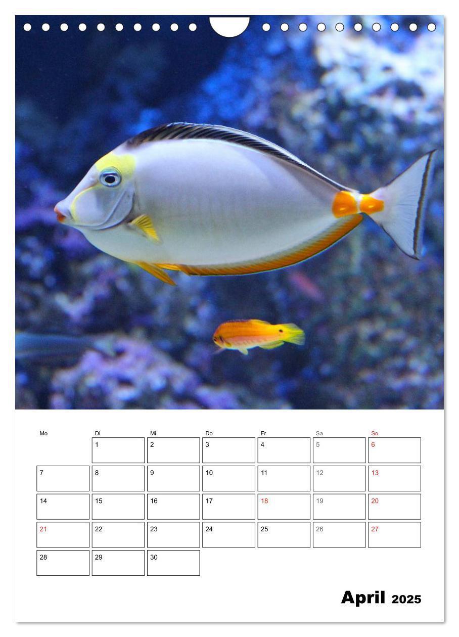 Bild: 9783457036006 | Zauberwelt. Fische, Korallen und Co. (Wandkalender 2025 DIN A4...