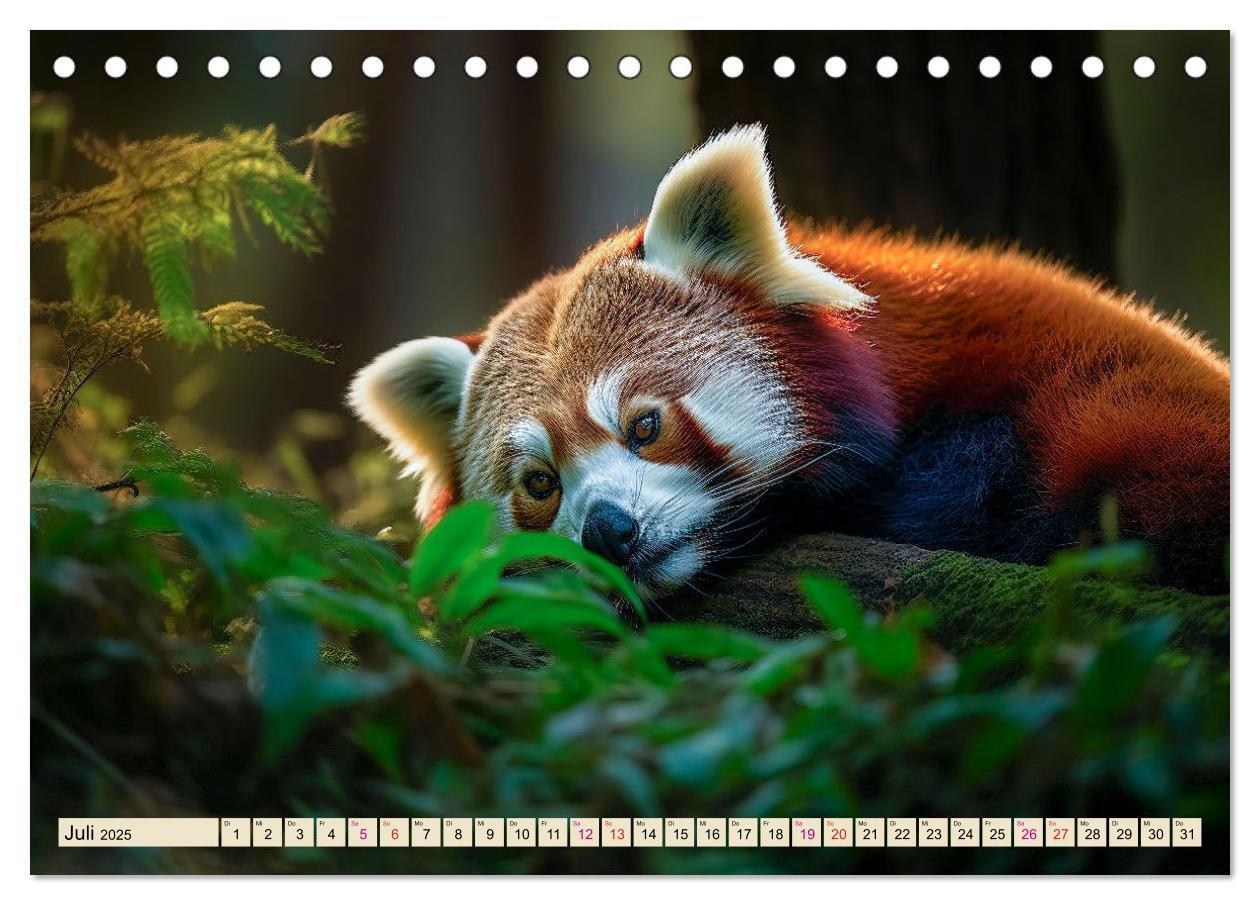 Bild: 9783383905902 | Roter Panda - gefährdeter Katzenbär (Tischkalender 2025 DIN A5...