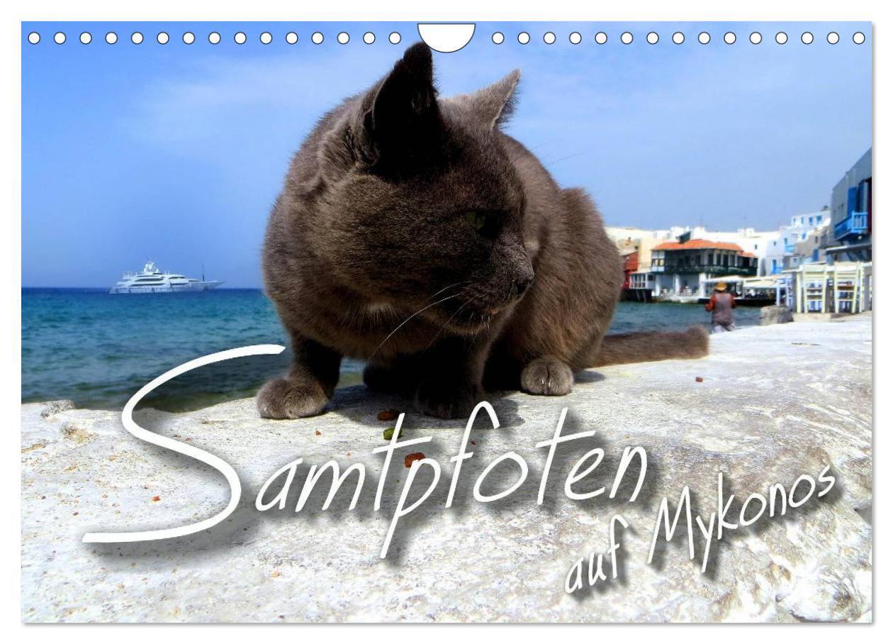 Cover: 9783435663644 | SAMTPFOTEN auf Mykonos (Wandkalender 2025 DIN A4 quer), CALVENDO...