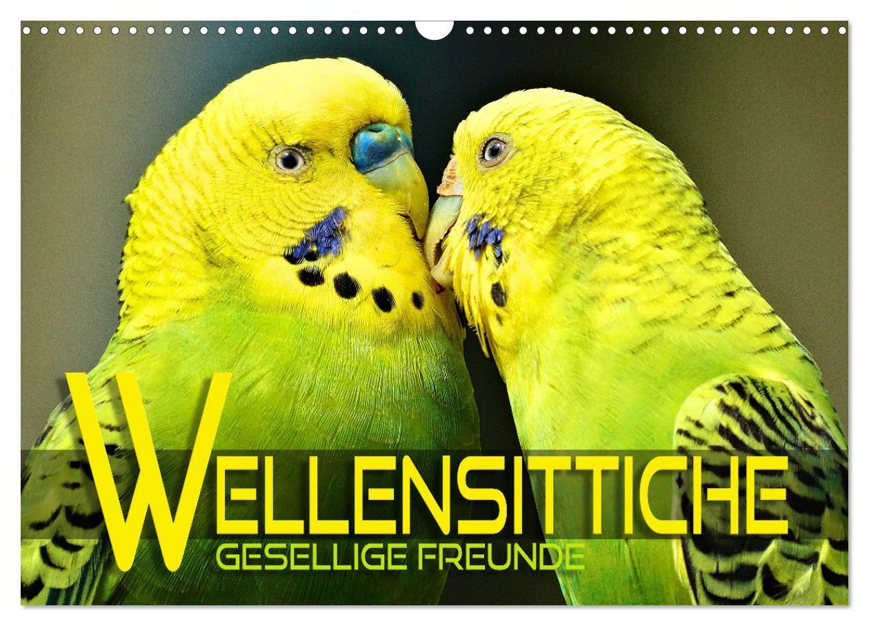 Cover: 9783383993022 | Wellensittiche - gesellige Freunde (Wandkalender 2025 DIN A3 quer),...