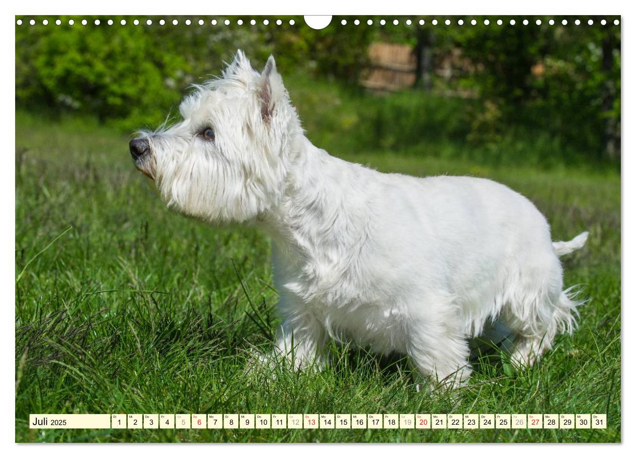 Bild: 9783435462612 | Kobold auf 4 Pfoten - West Highland White Terrier (Wandkalender...