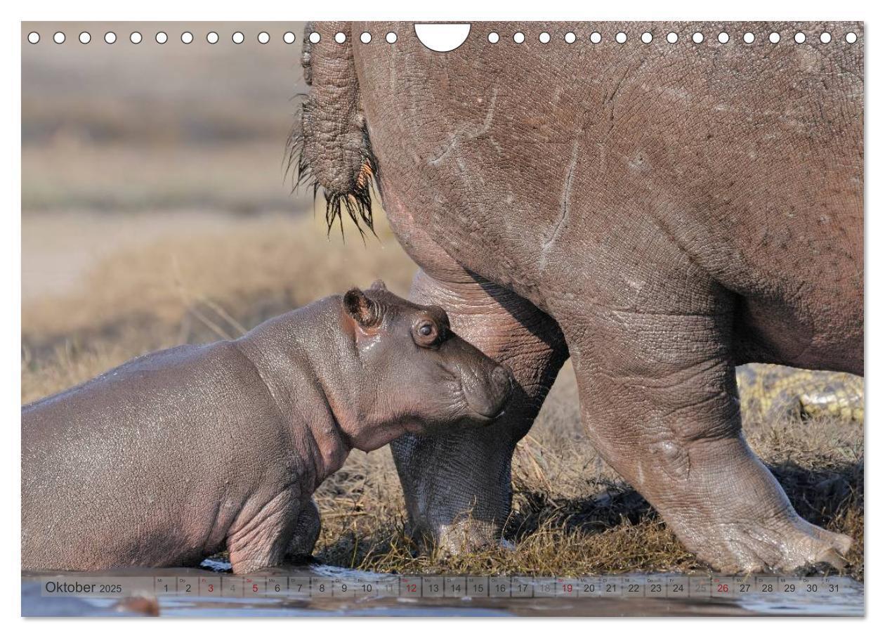 Bild: 9783435761456 | Flusspferde Magie des Augenblicks - Hippos in Afrika (Wandkalender...