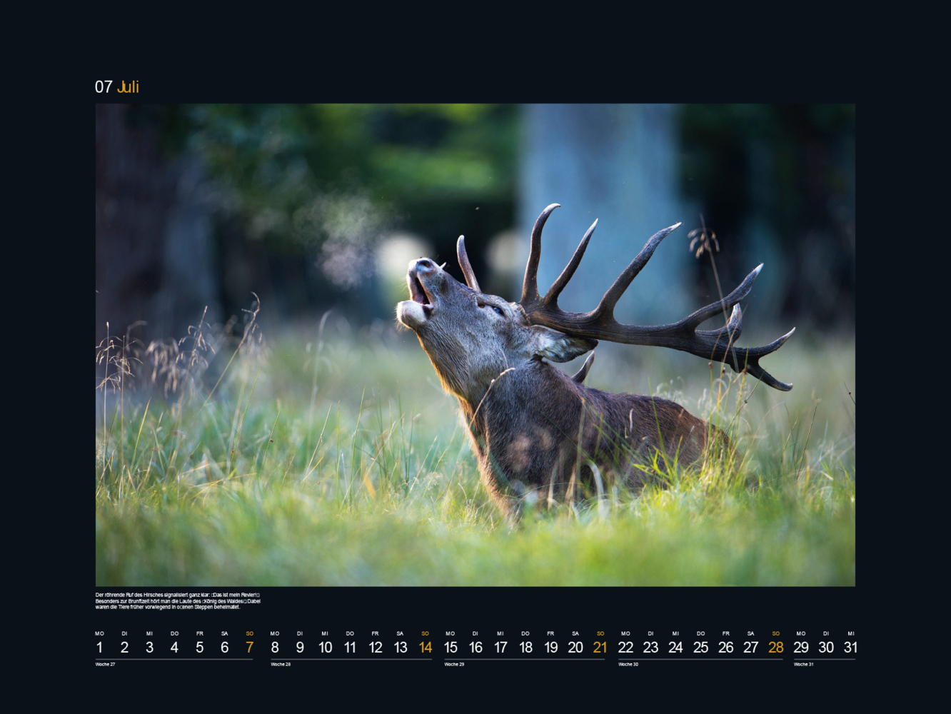 Bild: 9783965912670 | Safari Europa - KUNTH Wandkalender 2024 | Kalender | 14 S. | Deutsch