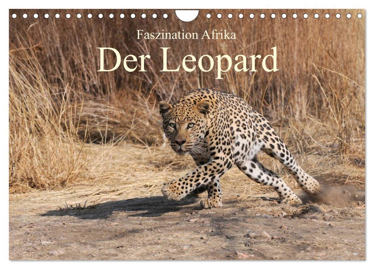 Cover: 9783383548925 | Faszination Afrika: Der Leopard (Wandkalender 2024 DIN A4 quer),...
