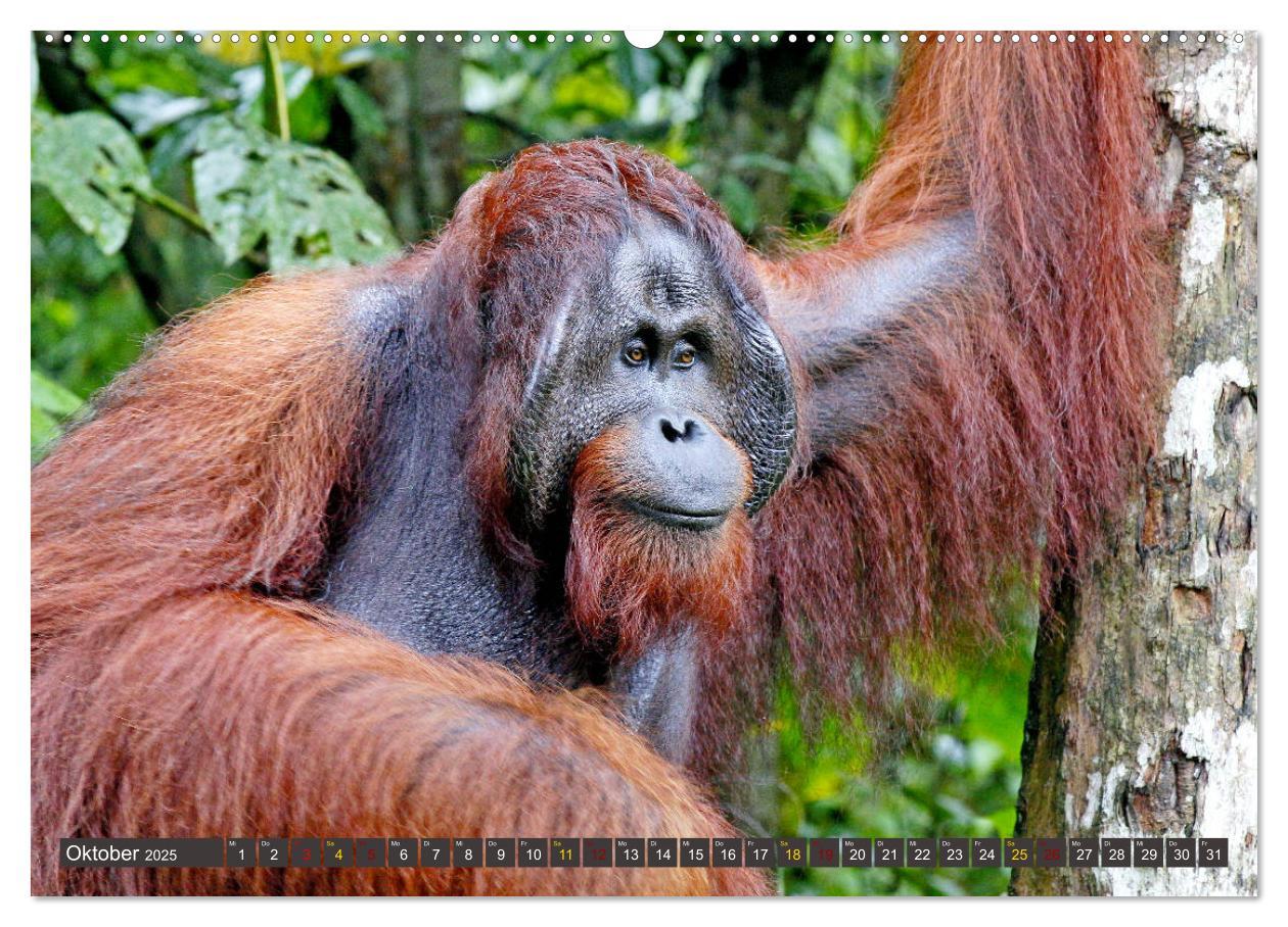 Bild: 9783435361045 | Waldmenschen - Orang Utans auf Borneo (hochwertiger Premium...