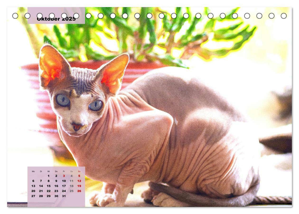 Bild: 9783435049387 | Sphinx. Grazile und anmutige Nacktkatzen (Tischkalender 2025 DIN A5...