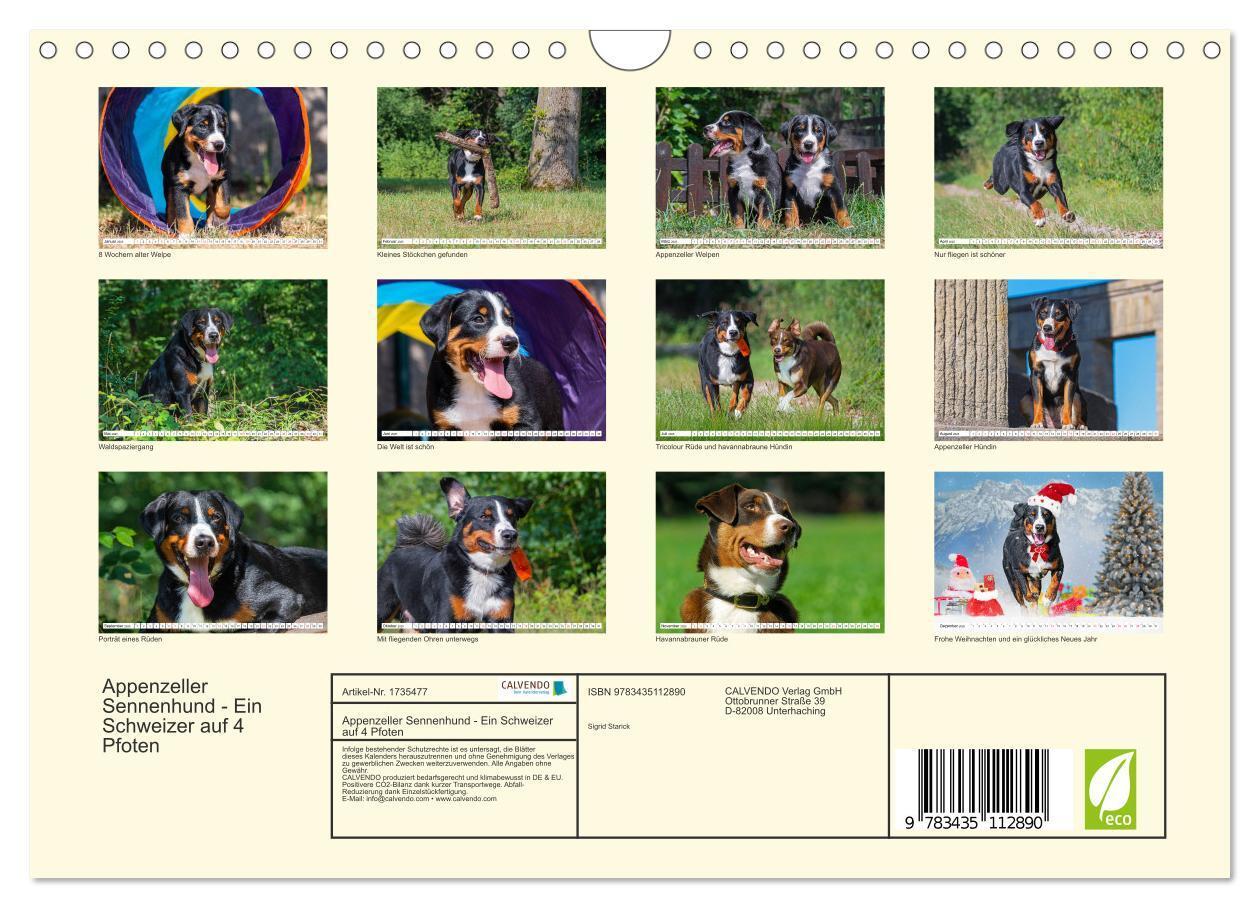 Bild: 9783435112890 | Appenzeller Sennenhund - Ein Schweizer auf 4 Pfoten (Wandkalender...