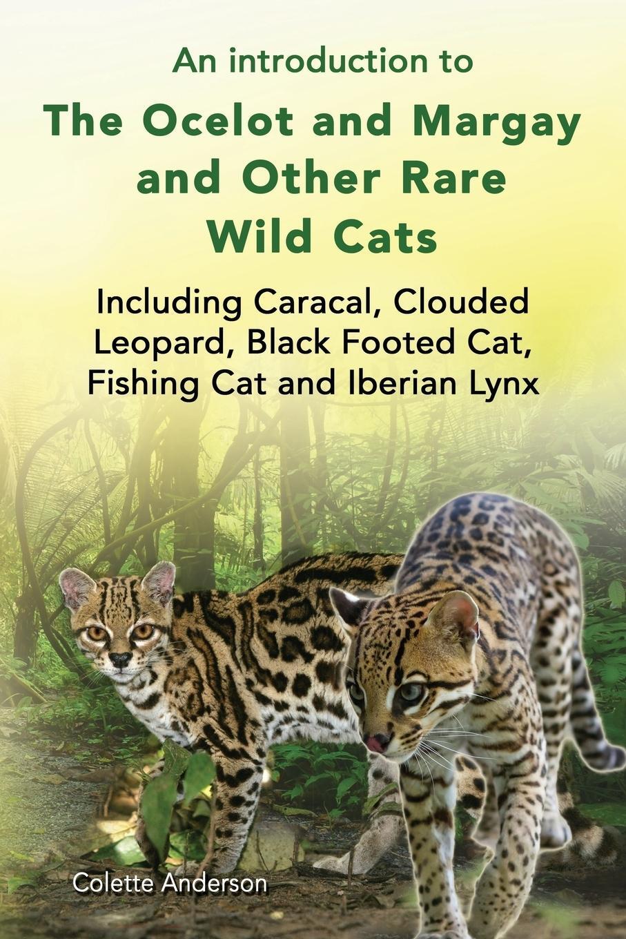Cover: 9781909820777 | An introduction to The Ocelot and Margay and Other Rare Wild Cats...