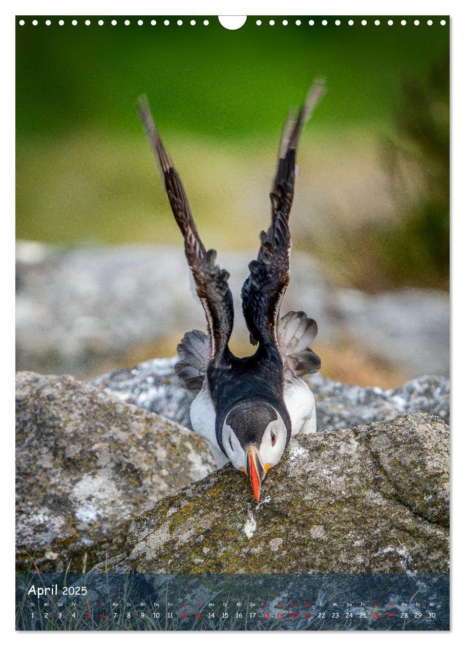 Bild: 9783435848843 | Naturerlebnis Puffin (Wandkalender 2025 DIN A3 hoch), CALVENDO...