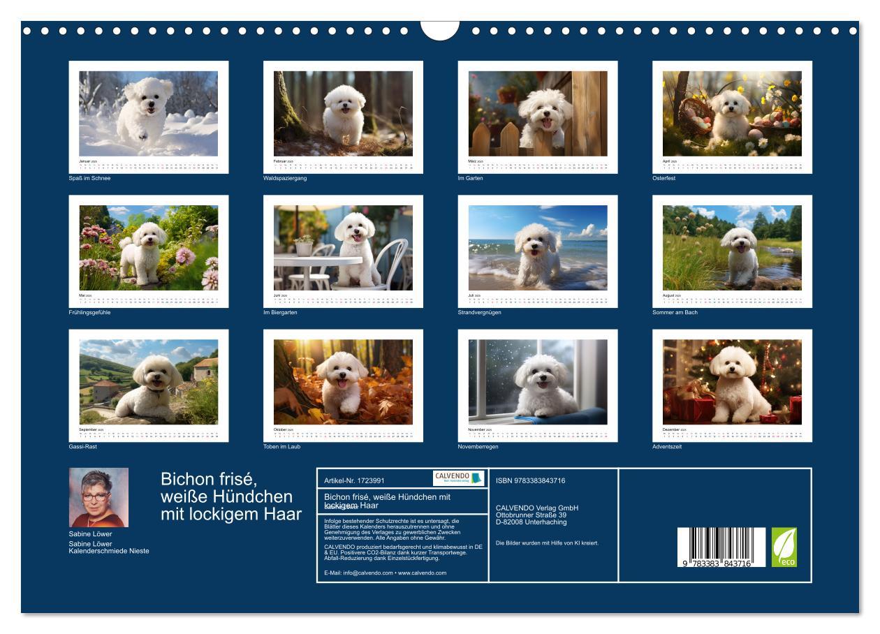 Bild: 9783383843716 | Bichon frisé, weiße Hündchen mit lockigem Haar (Wandkalender 2025...