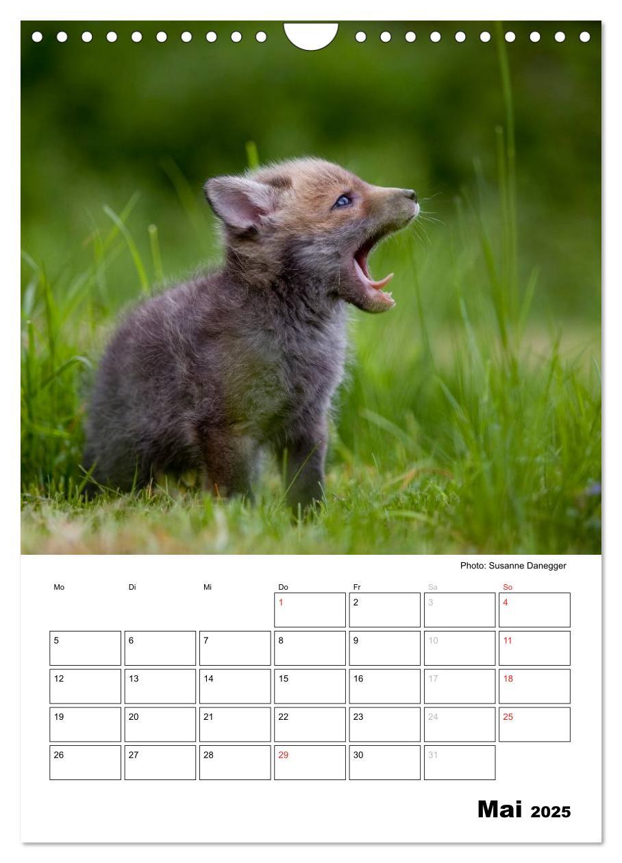 Bild: 9783457087008 | Rotfuchs - Impressionen (Wandkalender 2025 DIN A4 hoch), CALVENDO...