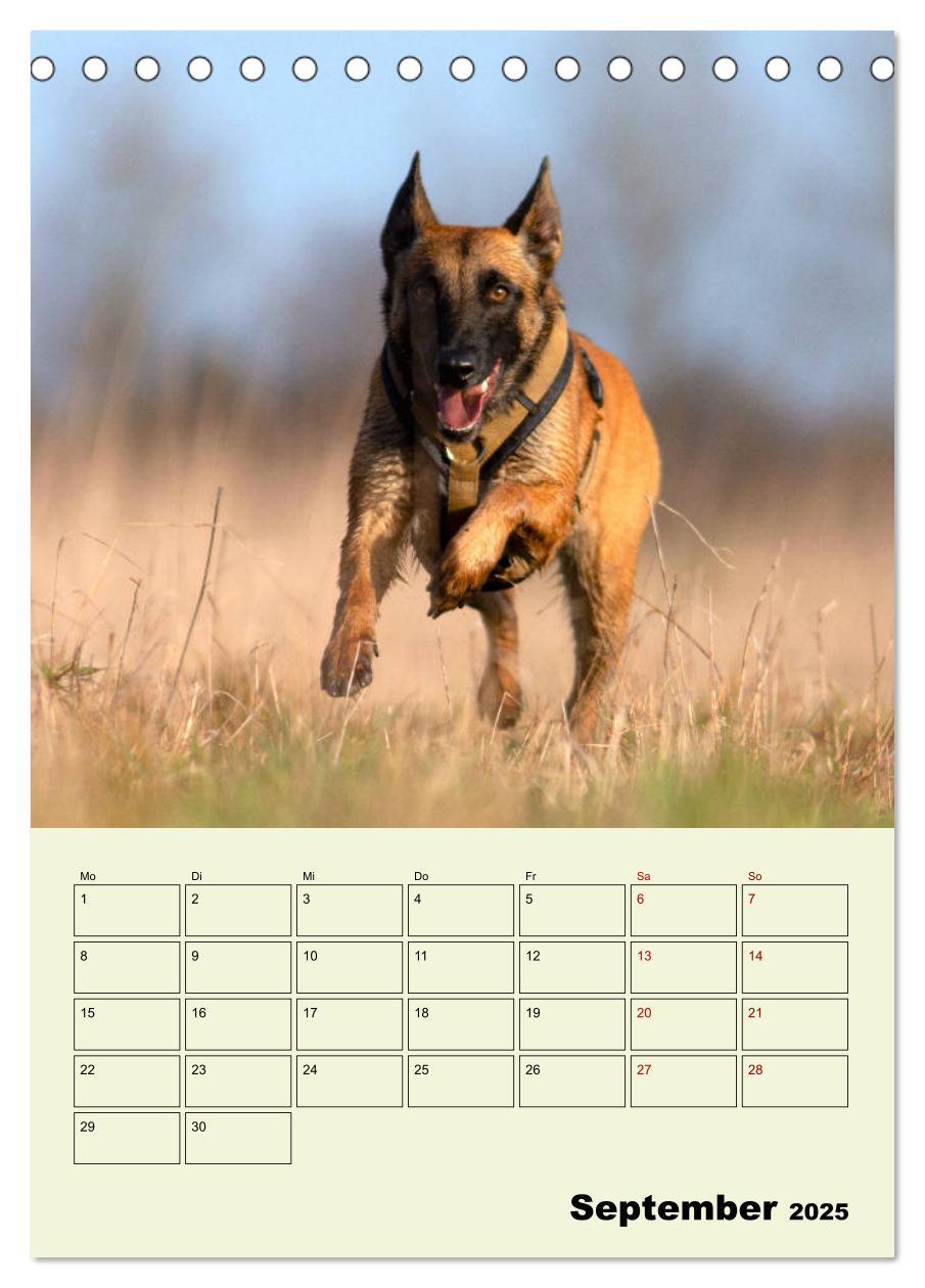 Bild: 9783435946143 | Malinois verlässliche Begleiter (Tischkalender 2025 DIN A5 hoch),...