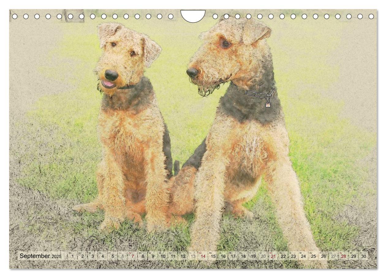 Bild: 9783435627639 | Airedale Terrier 2025 (Wandkalender 2025 DIN A4 quer), CALVENDO...