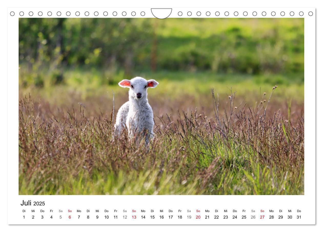 Bild: 9783435429608 | Schäfchen zählen - Mit Schafen durchs Jahr (Wandkalender 2025 DIN...