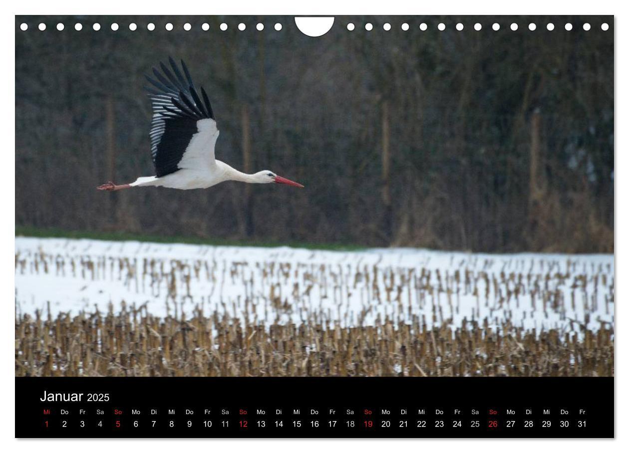 Bild: 9783435527823 | Ein Jahr bei den Störchen (Wandkalender 2025 DIN A4 quer), CALVENDO...