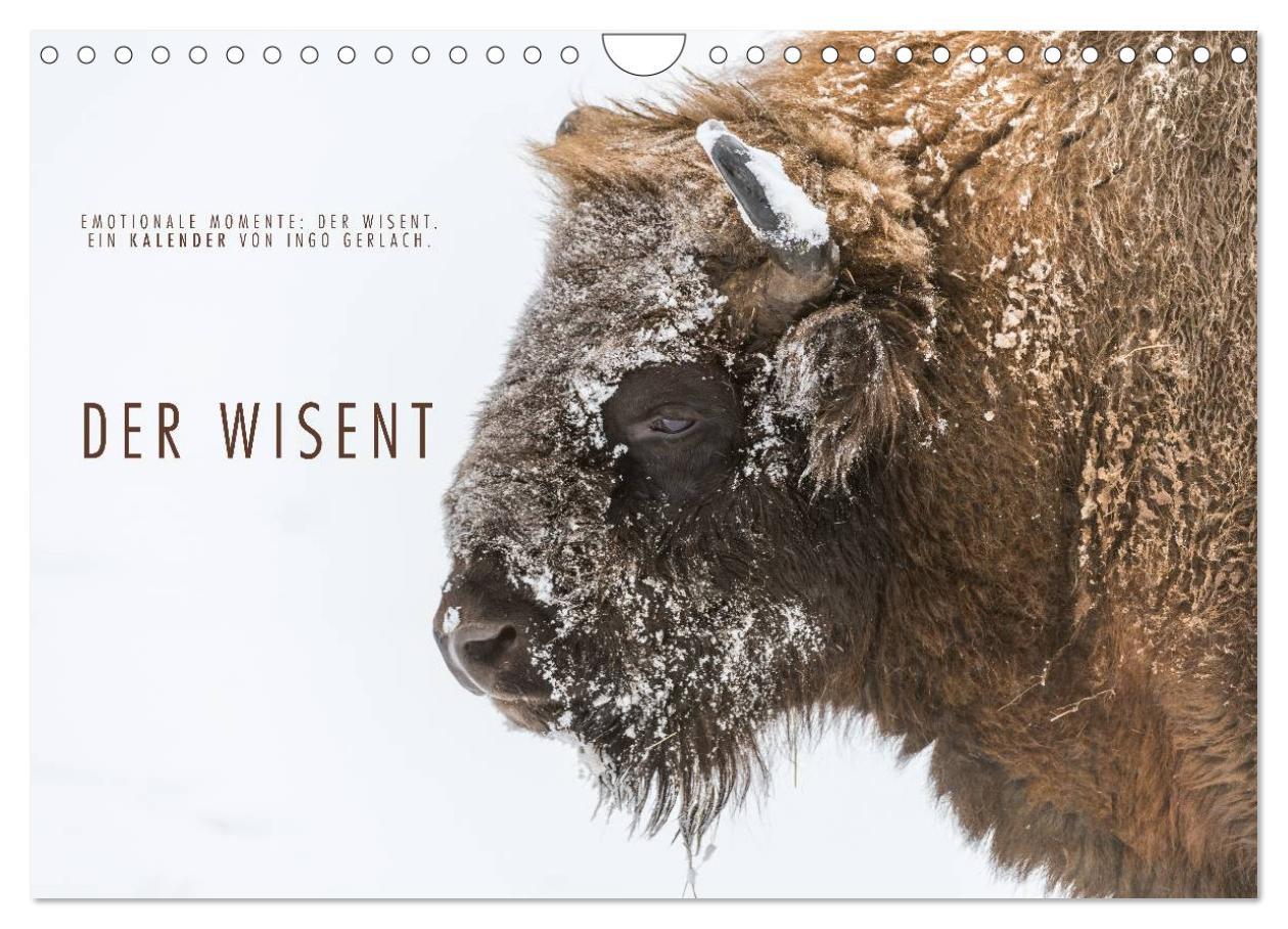 Cover: 9783435616510 | Emotionale Momente: Der Wisent. (Wandkalender 2025 DIN A4 quer),...