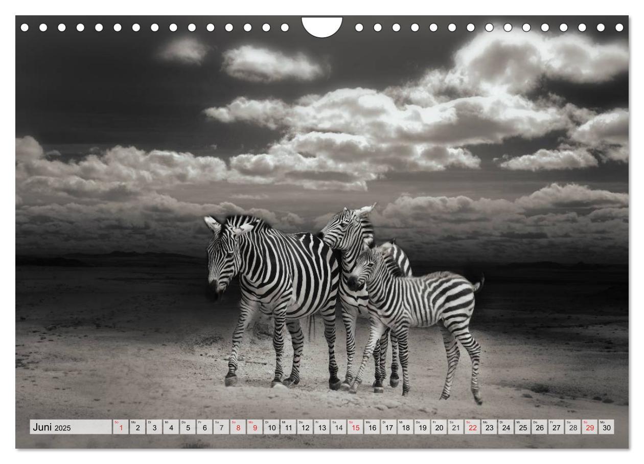 Bild: 9783435600557 | Wilde Tiere in schwarz-weiß (Wandkalender 2025 DIN A4 quer),...