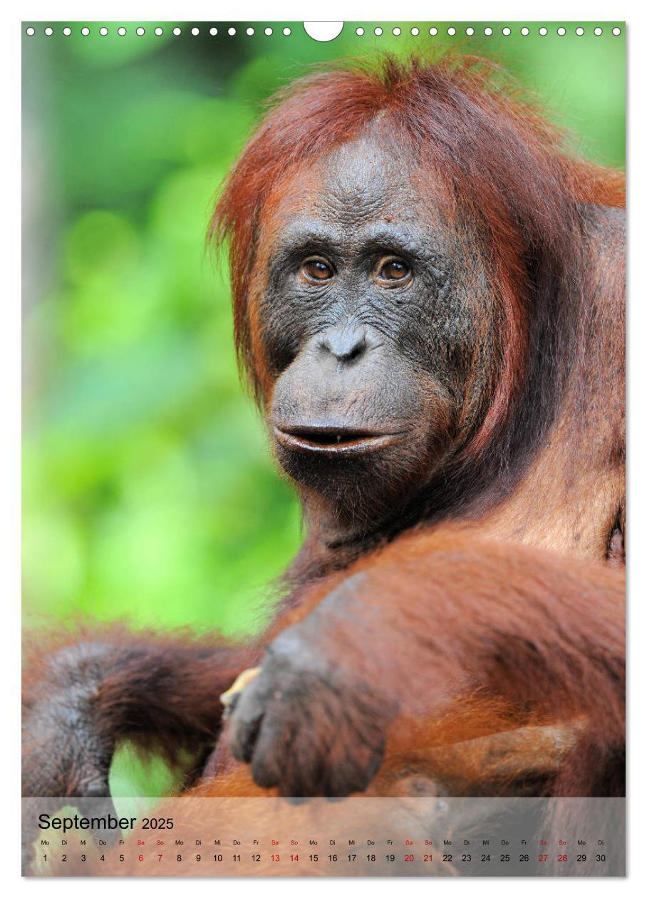 Bild: 9783435965205 | Orang Utans aus Borneo (Wandkalender 2025 DIN A3 hoch), CALVENDO...