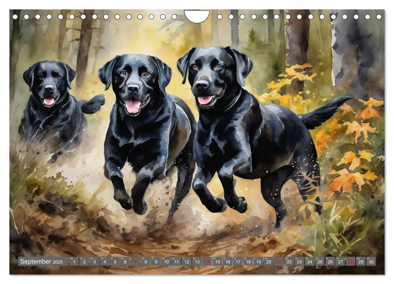 Bild: 9783383822575 | Voller Kraft und Energie - Labrador-Retriever (Wandkalender 2025...