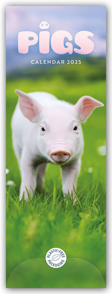 Cover: 9781529845013 | Pigs - Ferkel - Schweinchen 2025 - Slimline-Kalender | Calendar | 2025